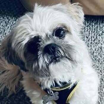 Piper -  Shih Tzu Dog for Adoption - Piper | PetCurious