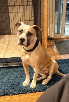 American Staffordshire Terrier Dogs Available for Adoption in Spring City, Pennsylvania - Roxy | PetCurious
