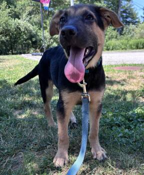 Diego -  Mixed Breed Dog for Adoption in Pembroke, Massachusetts - Diego | PetCurious