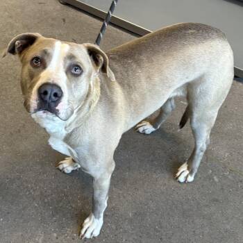 Mixed Breed Dogs Available for Adoption - 104564 | PetCurious