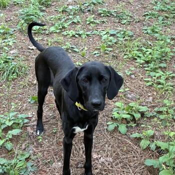 German Shorthaired Pointer Dogs Available for Adoption in Falmouth, Maine - Velveteen Rabbit | PetCurious