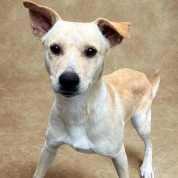 Labrador Retriever Dogs Available for Adoption - Motley | PetCurious