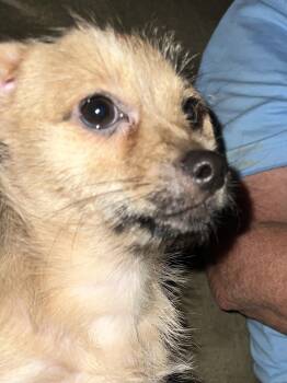 Rescue Yorkshire Terrier and Chihuahua Dogs for Adoption in Woodlawn, Tennessee - Brody | PetCurious