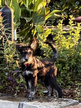 Winslow -  Schnoodle and Schnauzer Dog for Adoption - Winslow | PetCurious