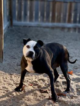 Koka -  Mixed Breed Dog for Adoption in Muskegon, Michigan - Koka | PetCurious