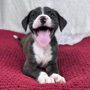 Ruby -  Pit Bull Terrier and Labrador Retriever Dog for Adoption in Atlanta, Texas - Ruby | PetCurious