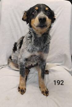 Jolene #192 -  Australian Cattle Dog Blue Heeler Dog for Adoption in New Lexington, Ohio - Jolene #192 | PetCurious