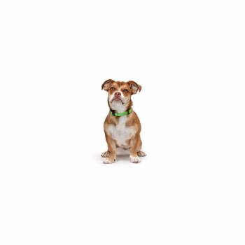 Sol -  Mixed Breed Dog for Adoption in Los Angeles, California - Sol | PetCurious