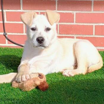 Mixed Breed Dogs Available for Adoption - Hank | PetCurious