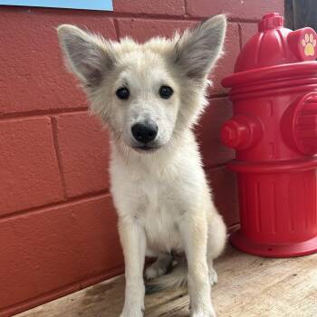 Australian Shepherd and Siberian Husky Dogs Available for Adoption in Pensacola, Florida - Jax | PetCurious