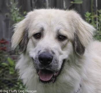 Reza -  Anatolian Shepherd Dog for Adoption in Nashville, Tennessee - Reza | PetCurious