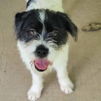 Pippa -  Border Terrier Dog for Adoption in Little Rock, Arkansas - Pippa | PetCurious