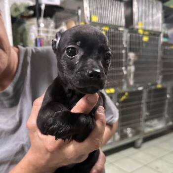 Chihuahua Dogs Available for Adoption in Tampa, Florida - Marshall | PetCurious