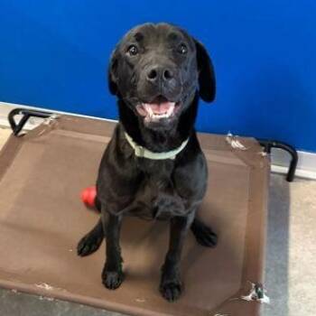 Mixed Breed Dogs Available for Adoption in Fernandina Beach, Florida - PEARL | PetCurious