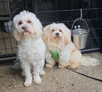 Cavalier King Charles Spaniel and Maltese Dogs Available for Adoption in Warren, Michigan - Luke | PetCurious