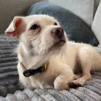 Dusty -  Mixed Breed Dog for Adoption in Pacific Grove, California - Dusty | PetCurious