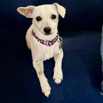 Chihuahua and Mixed Breed Dogs Available for Adoption - Jess | PetCurious
