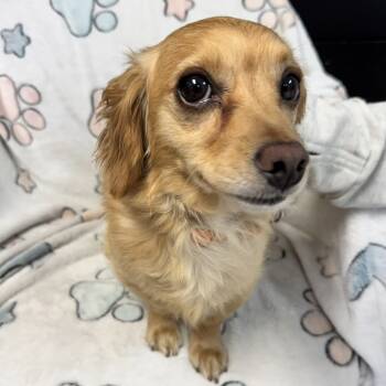 Rescue Mixed Breed Dogs for Adoption in Kittanning, Pennsylvania - Nick & Nash | PetCurious