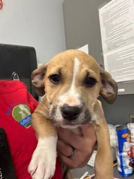 Topo -  Pit Bull Terrier Dog for Adoption in Bloomington, Indiana - Topo | PetCurious