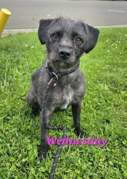 Terrier Dogs Available for Adoption in Modesto, California - Wednesday | PetCurious