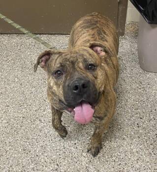 Pit Bull Terrier Dogs Available for Adoption in Vancouver, Washington - Sheba | PetCurious