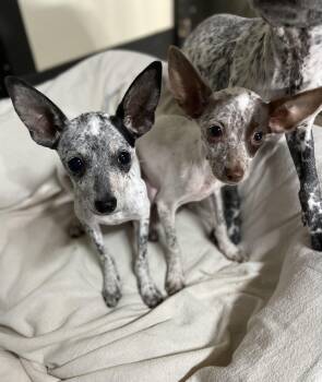 Elfie & Sarah -  Chihuahua Dog for Adoption in Sadler, Texas - Elfie & Sarah | PetCurious