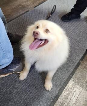Pomeranian Dogs Available for Adoption in Cambridge, Ohio - GUS 096-26 | PetCurious