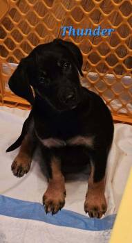 Thunder -  Labrador Retriever and Shepherd Dog for Adoption in West Peoria, Illinois - Thunder | PetCurious