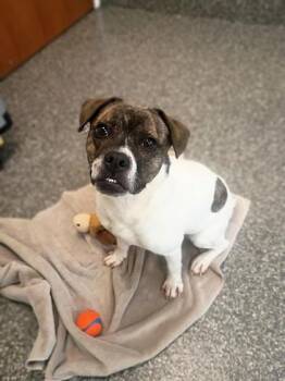 Einstein -  American Bulldog and Terrier Dog for Adoption in Westland, Michigan - Einstein | PetCurious