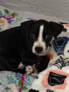 Michael Cera -  Pointer and Mixed Breed Dog for Adoption in Gainesville, Florida - Michael Cera | PetCurious