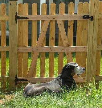 Rescue Great Dane Dogs for Adoption in Pine Beach, New Jersey - Tex | PetCurious