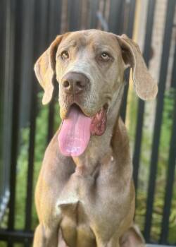 Rescue Great Dane Dogs for Adoption in Ridgeland, South Carolina - Rosie | PetCurious