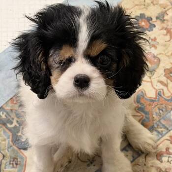 Tapioca -  Cavalier King Charles Spaniel Dog for Adoption in Chester Springs, Pennsylvania - Tapioca | PetCurious