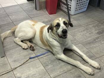 Rescue Anatolian Shepherd and Mixed Breed Dogs for Adoption in Grand Prairie, Texas - KOLACHE | PetCurious
