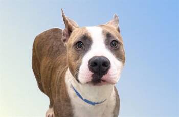 Pit Bull Terrier Dogs Available for Adoption - ODA | PetCurious