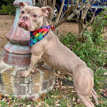 French Bulldog and Bulldog Dogs Available for Adoption - SADIE - WHAT A GORGEOUS GIRL! | PetCurious