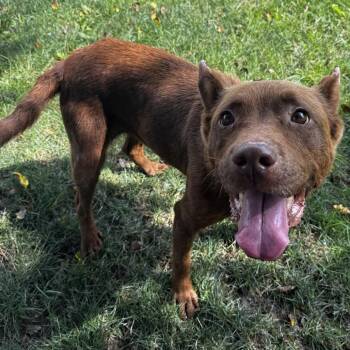 Shepherd Dogs Available for Adoption - Bonita | PetCurious