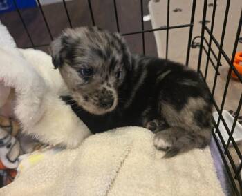 Cheer Bear -  Poodle and Mixed Breed Dog for Adoption in Severance, Colorado - Cheer Bear | PetCurious