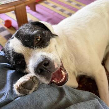 Misty D70223 -  Terrier Dog for Adoption in Minnetonka, Minnesota - Misty D70223 | PetCurious