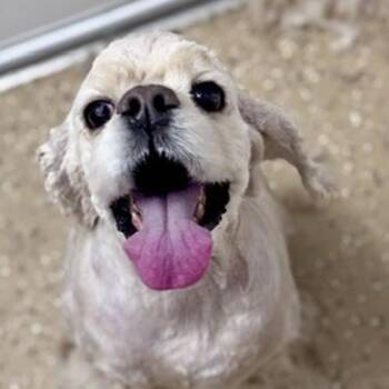 Wiley -  Cocker Spaniel Dog for Adoption in New Fairfield, Connecticut - Wiley | PetCurious