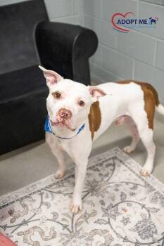 Kaine -  Mixed Breed Dog for Adoption in Alexandria, Virginia - Kaine | PetCurious