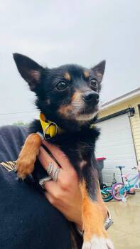 Ellie -  Chihuahua Dog for Adoption in Clinton, Wisconsin - Ellie | PetCurious