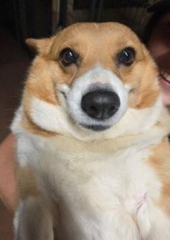 Harper -  Cardigan Welsh Corgi Dog for Adoption in Malvern, Pennsylvania - Harper | PetCurious