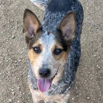Cheyenne -  Australian Cattle Dog Blue Heeler Dog for Adoption in Sadler, Texas - Cheyenne | PetCurious