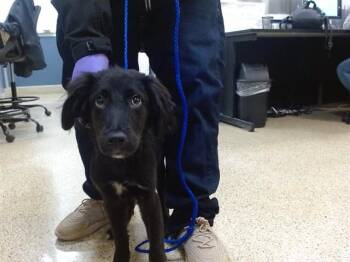 PHILADELPHIA -  Golden Retriever Dog for Adoption in Doral, Florida - PHILADELPHIA | PetCurious