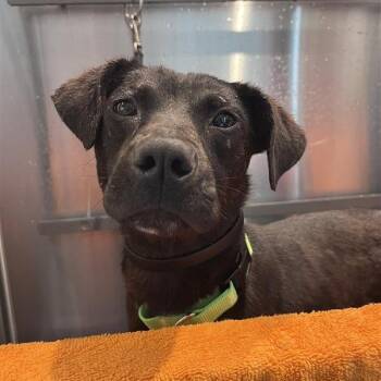 Mixed Breed Dogs Available for Adoption in Bentonville, Arkansas - Delphi | PetCurious