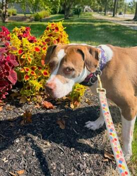 Rescue Pit Bull Terrier and Mixed Breed Dogs for Adoption in New Albany, Ohio - Ophelia | PetCurious