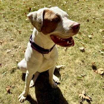 Rescue Mixed Breed Dogs for Adoption in Rossville, Georgia - Perla | PetCurious