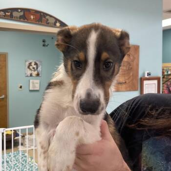 Nick -  Shetland Sheepdog Sheltie and Collie Dog for Adoption in Columbus, Georgia - Nick | PetCurious