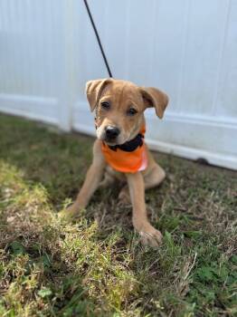 Rescue Labrador Retriever and Wirehaired Terrier Dogs for Adoption in Aiken, South Carolina - Twix | PetCurious